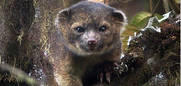 Entusiasmo por el 'olinguito', un nuevo carnvoro