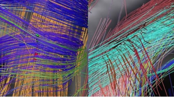 Crean el primer cerebro de laboratorio