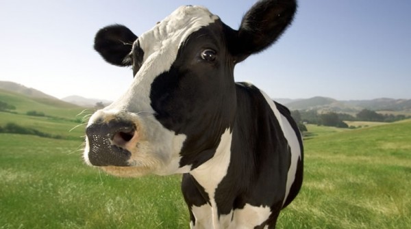 Afirman que las vacas eructan ms gases que toda la industria