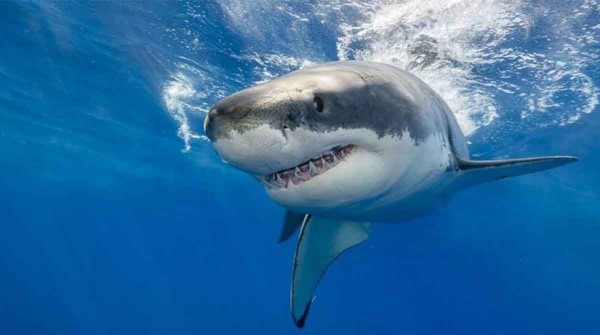 Inslito: ms de 10 tiburones dieron positivo de cocana en Ro de Janeiro